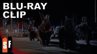 Lepus On The Move