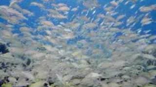 IMAX Deep Sea 3D Trailer