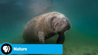 Official Preview | Wild Florida | NATURE | PBS