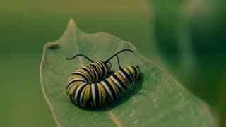 "Metamorphosis" (Ep.10)