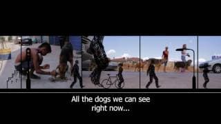 Greek Animal Rescue