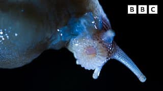 Shoking slug mating Clip