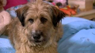 Dr. Dolittle: Tail To The Chief - Trailer