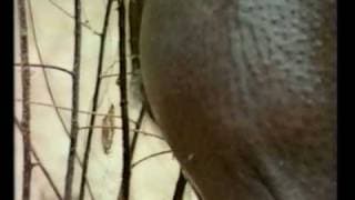 Rare Video Footage of a Pygmy Hippo in Tai Forest, Ivory Coast - Part 2