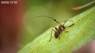 Lost Land of The Volcano Preview Episode 1 - Fungus Infected Ants - BBC One