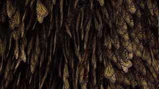 Flight of the Butterflies - Official Theatrical Trailer