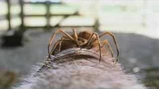 Charlotte's Web - Trailer 2