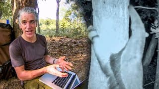Never Before Seen Giant Anteater Behaviour | The Dark:  Nature's Nighttime World | BBC Earth