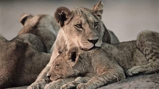 Big Cats, Small World | Terra Mater Studios (Official Trailer)