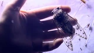 Surrounded by Life | Expedition Borneo | BBC Earth