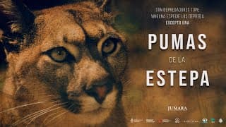 PUMAS de la ESTEPA  // Trailer Serie