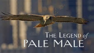 TRAILER The Legend of Pale Male