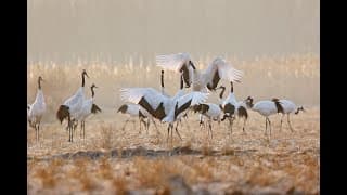 China's Iconic Wildlife - Trailer 2021