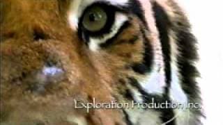 The Last Maneater - Discovery Channel