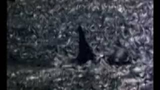 ORCA THE KILLER WHALE 1977