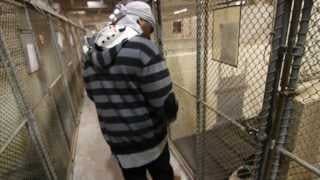 Mercy's Kennel: The Trailer