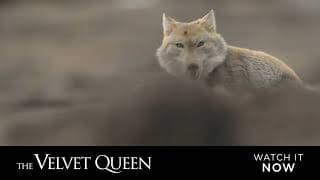 The Velvet Queen - English Sub Title