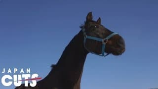 "The Horses of Fukushima" trailer (English subtitles) JAPAN CUTS 2014