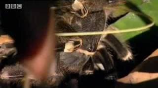 Poisonous tropical rainforest animals in the Amazon - BBC wildlife