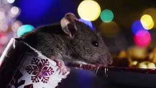 Rats Get A Christmas Treat! | Cities: Nature's New Wild | BBC Earth