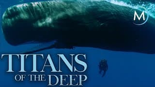 Titans of the Deep | TRAILER [4K] | MagellanTV