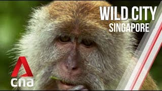 Singapore's Urban Wildlife | Wild City | Full Episode