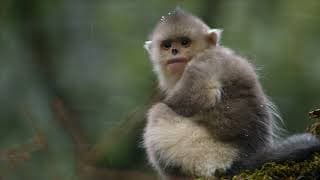 19. MAFF | Rare Survivors - China’s iconic Wildlife - trailer