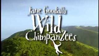 Jane Goodall's Wild Chimpanzees