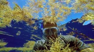 The Smog of the Sea (Trailer)