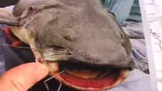 Jao Catfish Living in Rivers in the Amazon | Amazon Abyss | BBC Studios