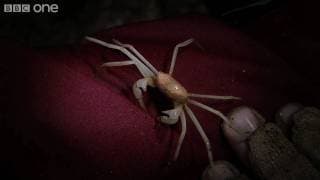 Lost Land of The Volcano Preview Episode 1 - Cave Crabs - BBC One