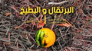 فيلم قصير : البرتقال و البطيخ | 2022