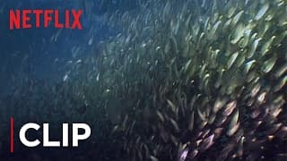 Fish Oil Myth - Menhaden