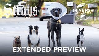 The Worst Dog Owner Does Indeed Exist Extended Preview