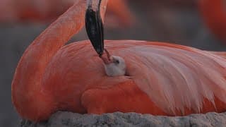 Flamingos - Trailer