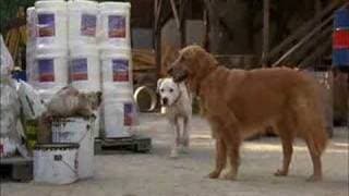 Homeward Bound 2