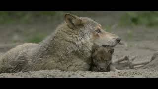 WOLF,  vanaf 15 september 2022 in de bioscoop en filmtheaters