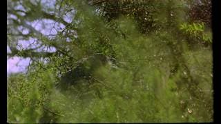 Ceniza verde - Trailer | IFFR 2019