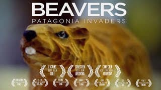 Beavers. Patagonia invaders. Trailer