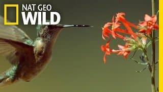Epic Hummingbird Battle | Wild Yellowstone