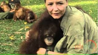 Orangutan Island
