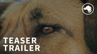 Stray - Teaser Trailer