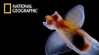 "The Importance of Diatoms" (Ep.1)