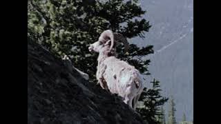 A Day in the National Parks, NFB 1976
