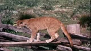Charlie the Lonesome Cougar - Charlie's Milk Break