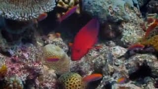 Fishing on Helium! | Pacific Abyss | BBC Earth