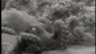The Incredible Petrified World (1957) trailer