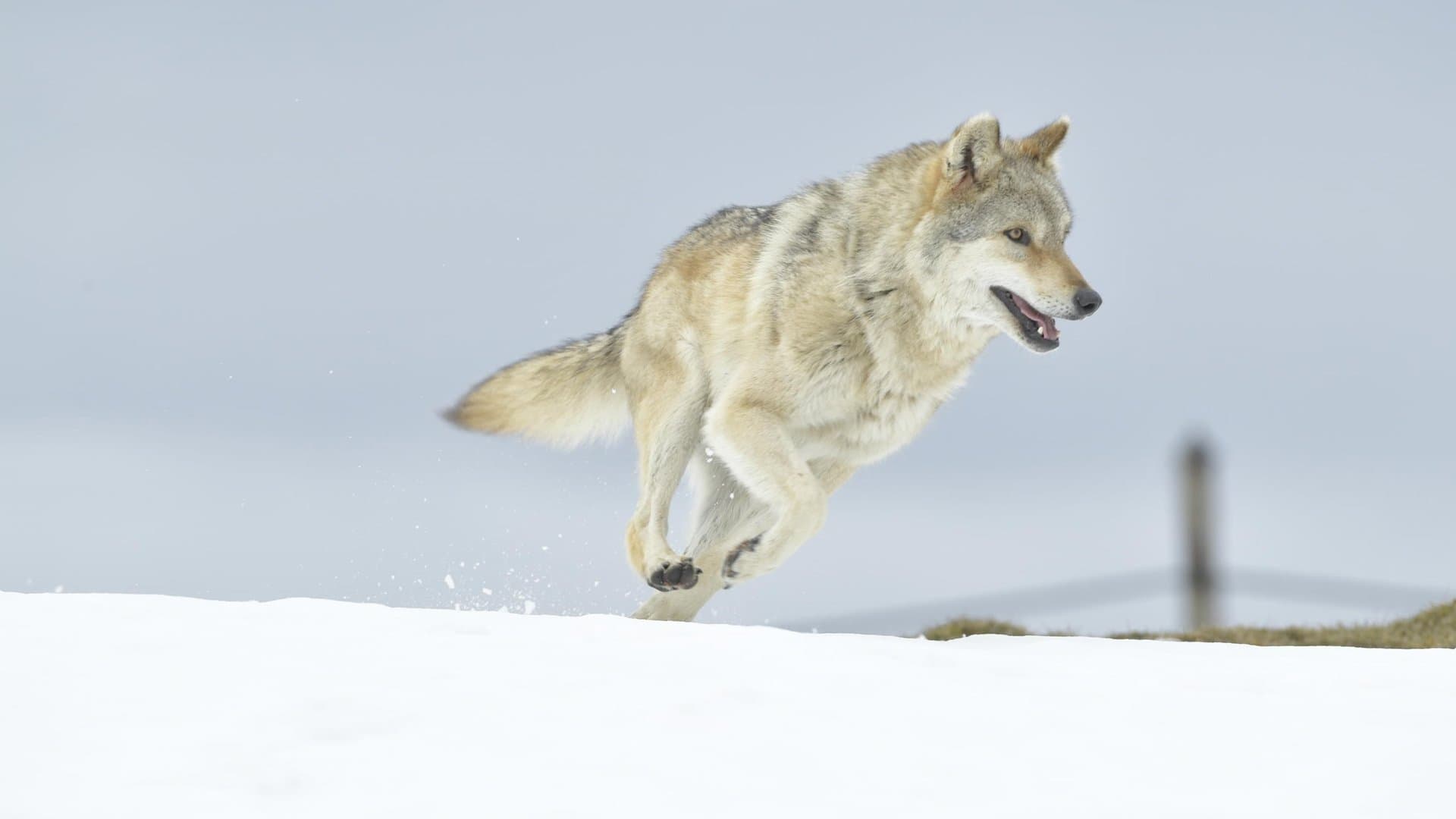 A Wolf's Journey backdrop