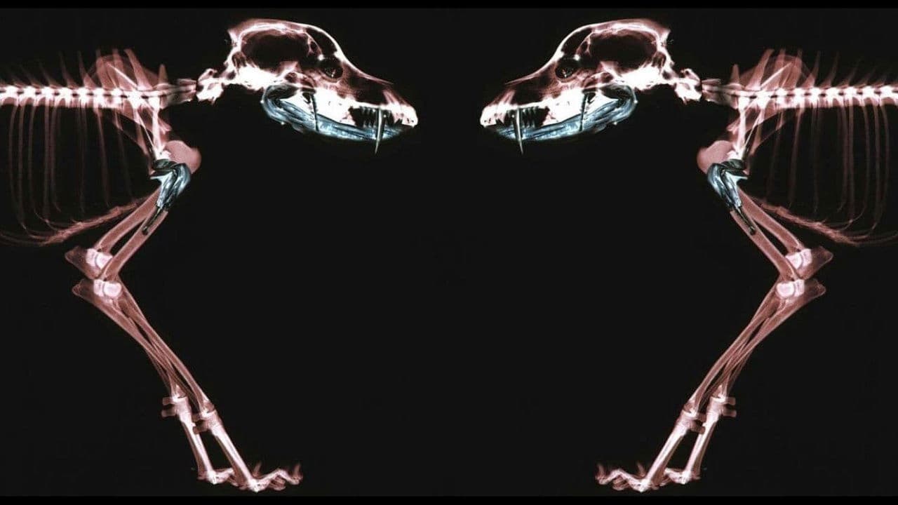 Rottweiler backdrop