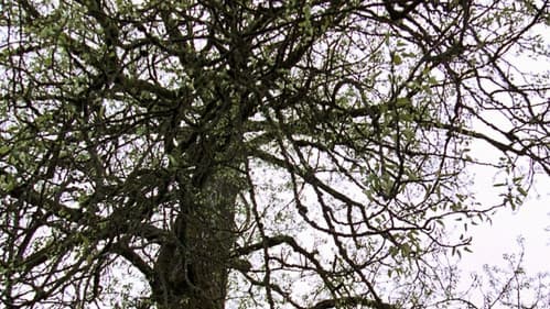 Old Tree
